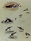 Study of sandpipers cream-coloured coursers and other birds by Archibald Thorburn